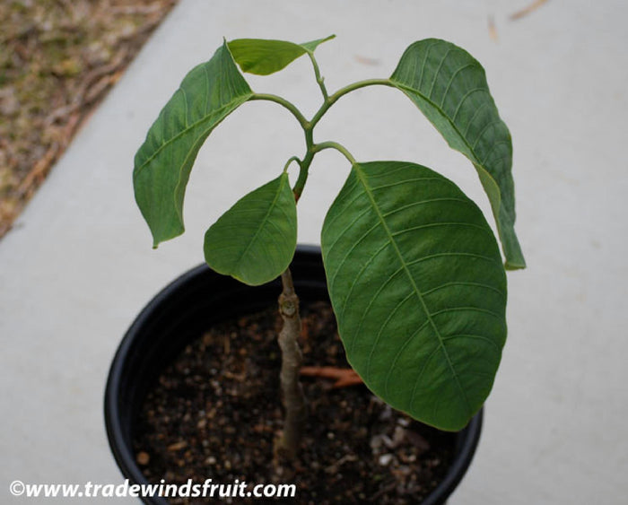 PASSION FRUIT VINE / FLAVOURING PEPPER PLANT / ASSORTED  FRUIT TREES - DG22